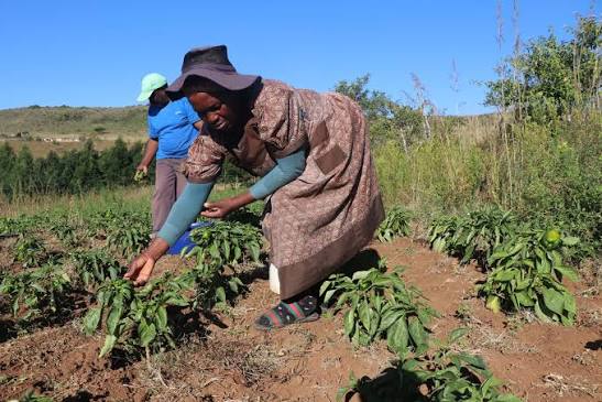 Agriculture